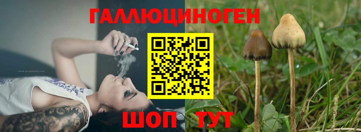 Аргун  Псилоцибиновые грибы Psilocybine cubensis  дарнет шоп  Псилоцибиновые грибы Psilocybe  Вход с VPN 